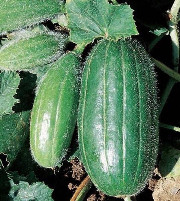 Melon carosello