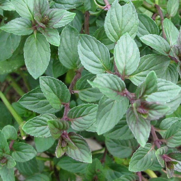 Menthe chocolat