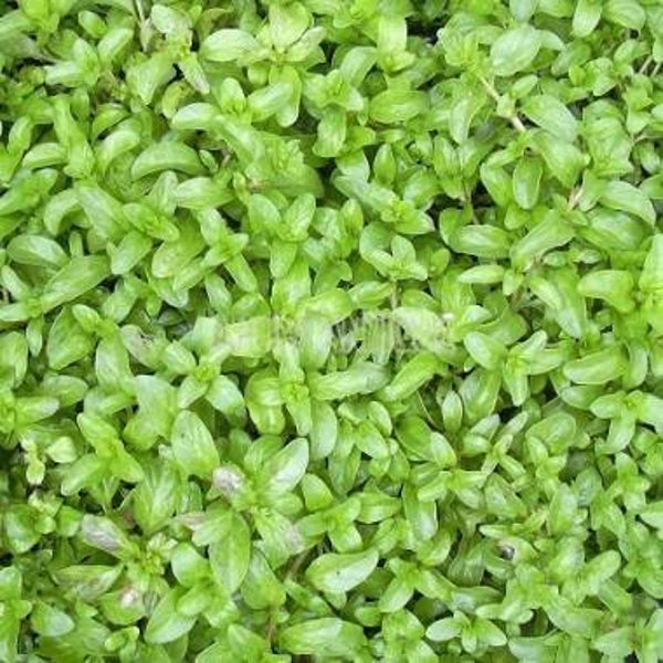 Menthe pouliot