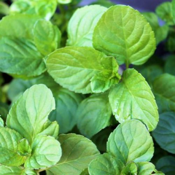 Menthe Bergamote