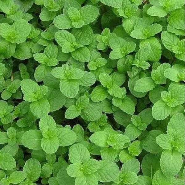 Menthe fraise
