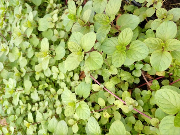Menthe orange