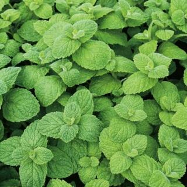 Menthe pomme