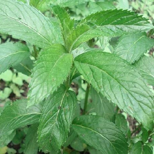 Menthe Suisse