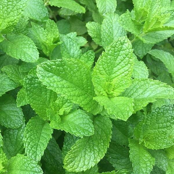 Menthe verte
