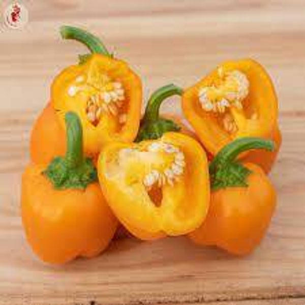 Poivron Mini Bell Yellow
