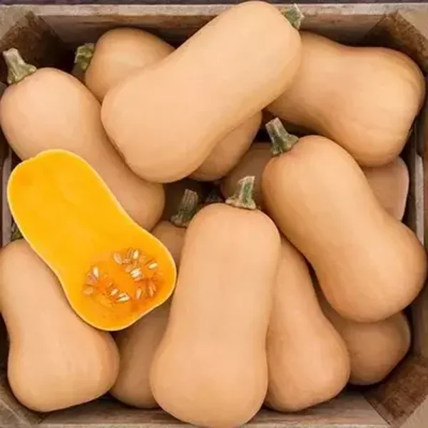 Butternut "Brûlée"