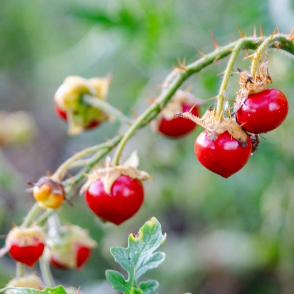 Morelles de Balbis
