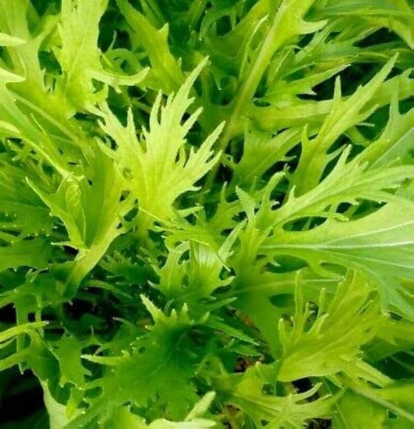 Moutarde Japonaise Mizuna