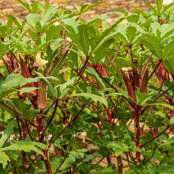 Okra Red Burgundy (gombo)
