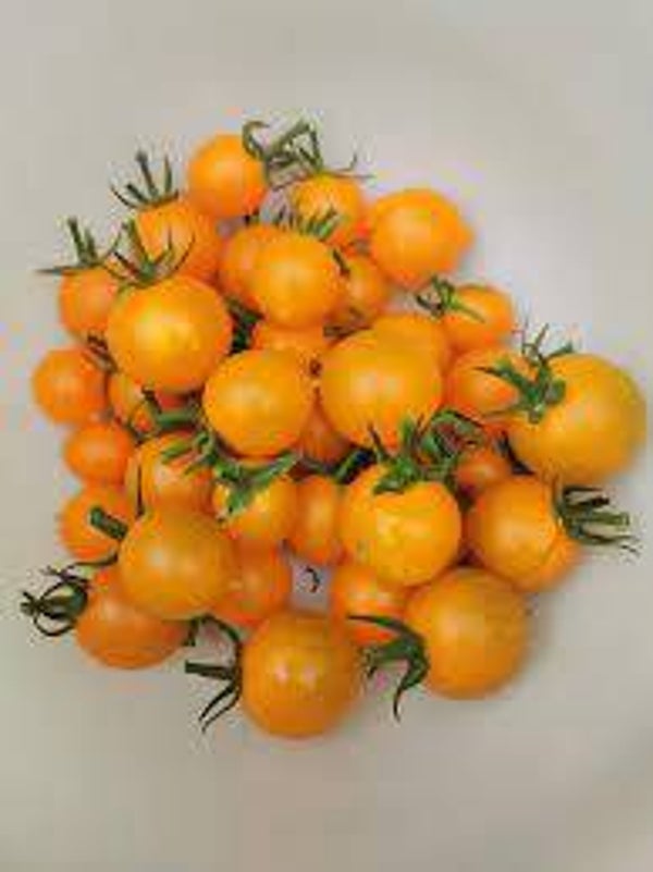 Orange centiflor