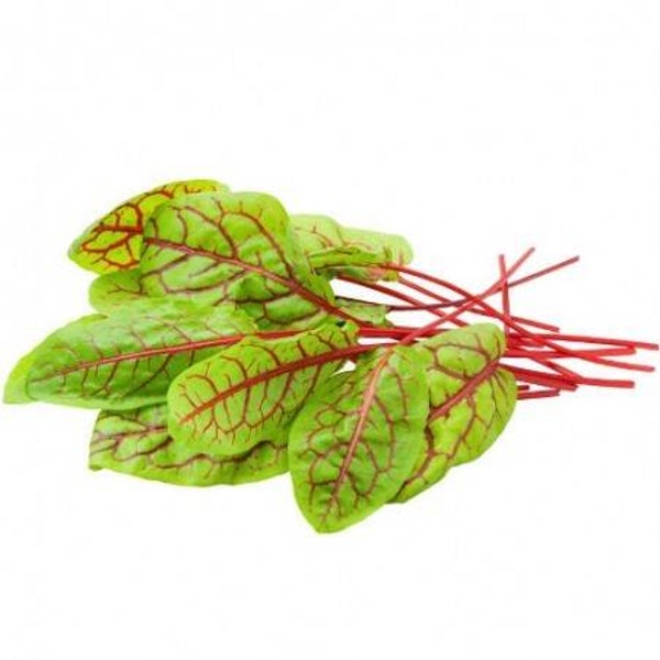 Oseille sanguine