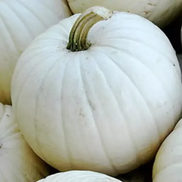 Courge Lumina