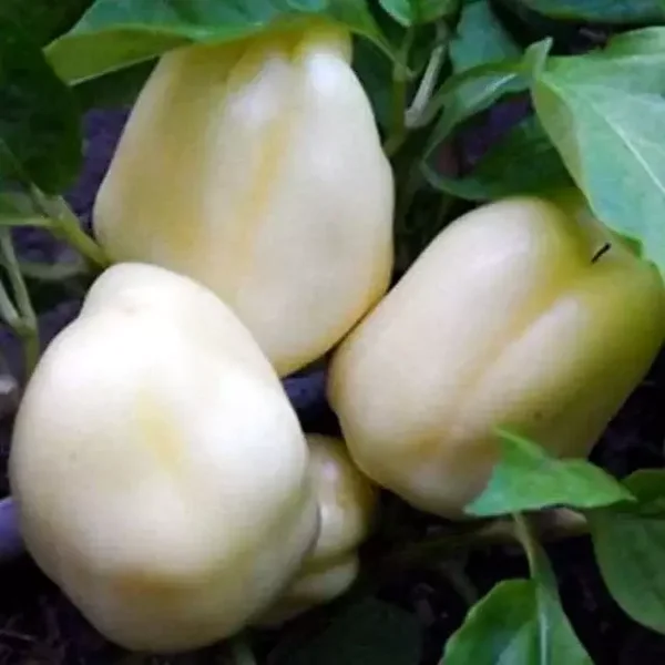 Poivron Blanc White Bell
