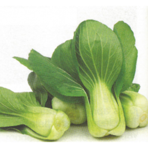 Chou Pak Choi vert