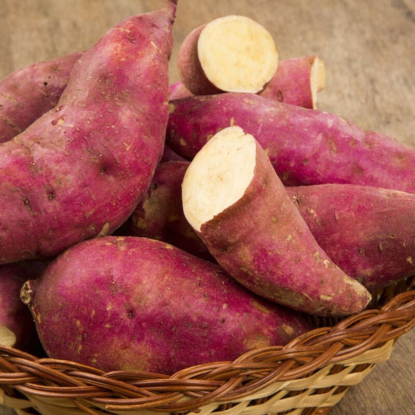 Patate douce Murasaki