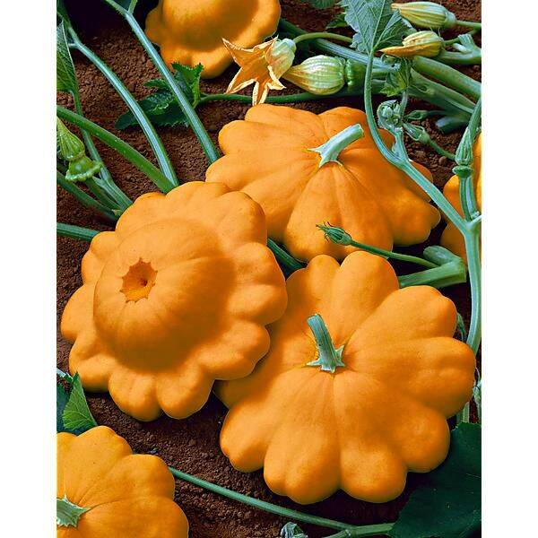 Pâtisson orange