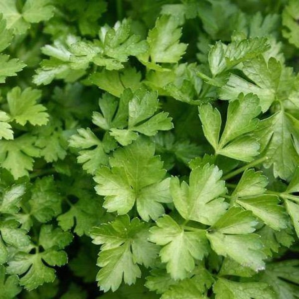 Persil plat Géant d'Italie
