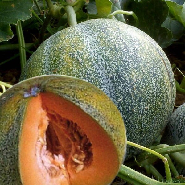 Melon petit gris de Rennes graines