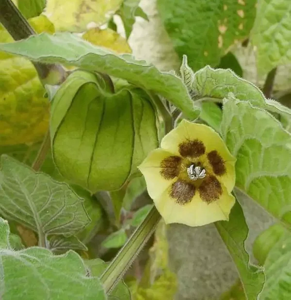 Physalis Peruviana (Coqueret du Pérou)