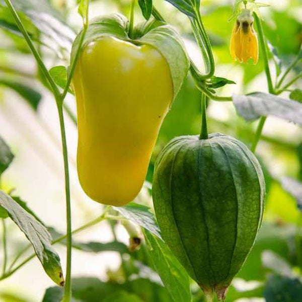 Physalis Amarillo Blanc