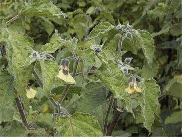 Physalis Pruinosa (cerise de terre) graines