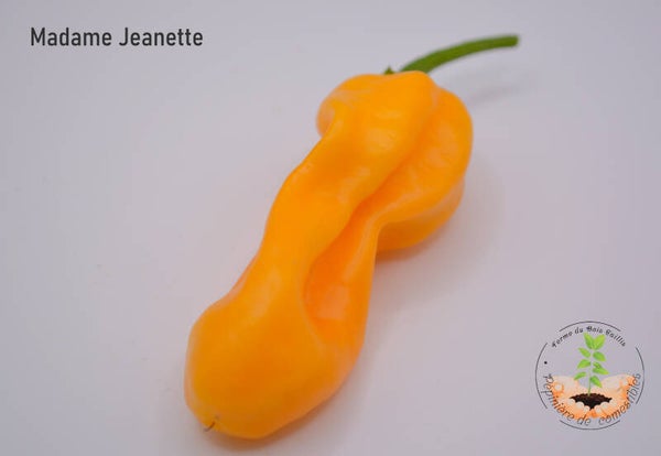 Piment Madame Jeanette