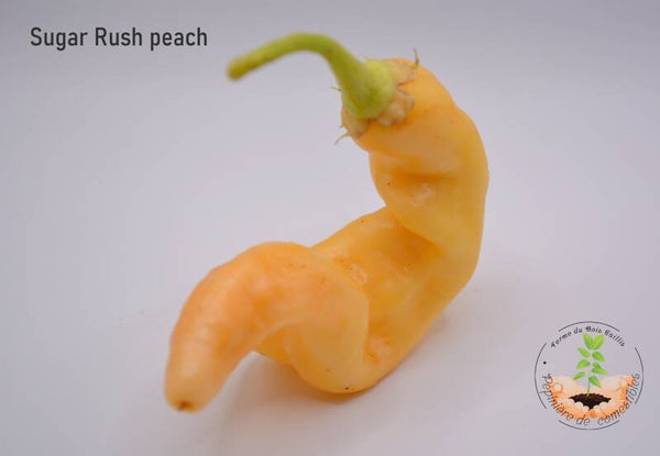 Piment Sugar Rush Peach graines