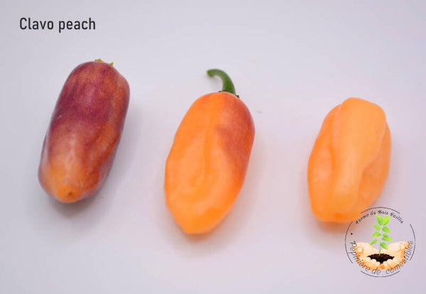 Piment Clavo Peach