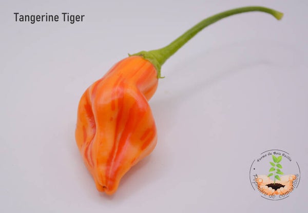 Piment Tangerine Tiger graines