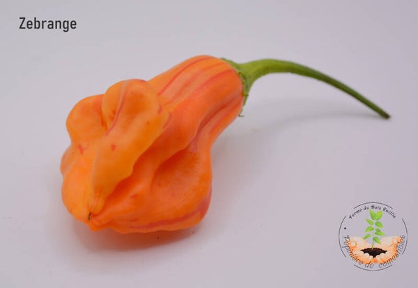Piment Zebrange graines