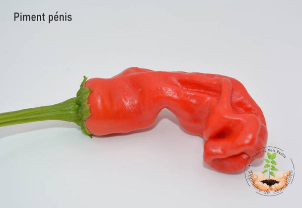 Piment Pénis (Peter Pepper) rouge