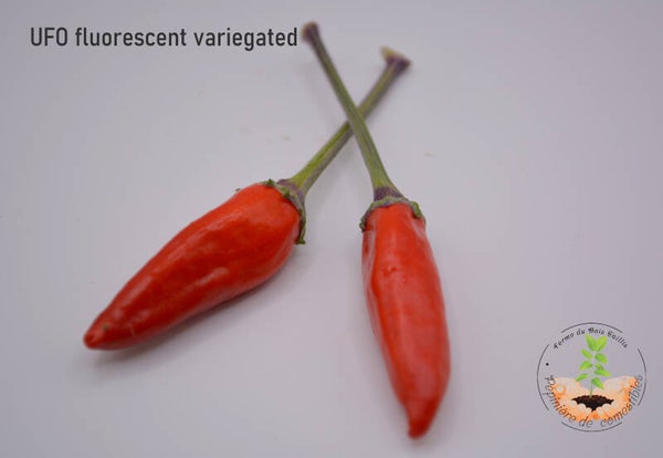 Piment UFO fluorescent variegated