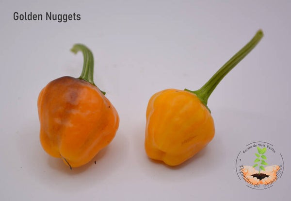 Piment Golden Nuggets