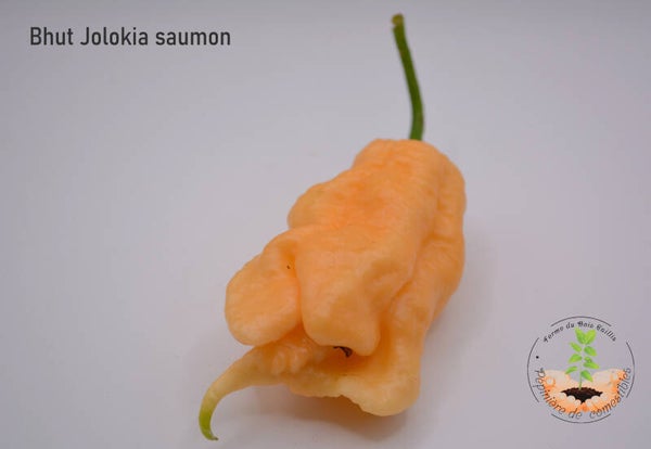 Piment Buth Jolokia saumon