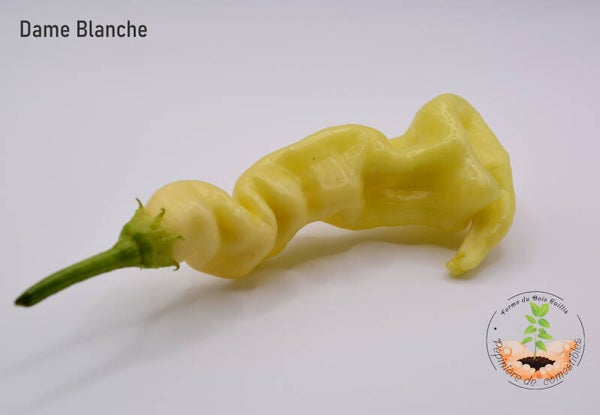 Piment Dame Blanche