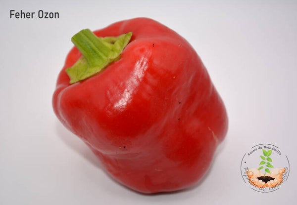 Piment Feher Ozen