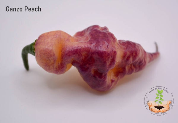 Piment Ganzo Peach