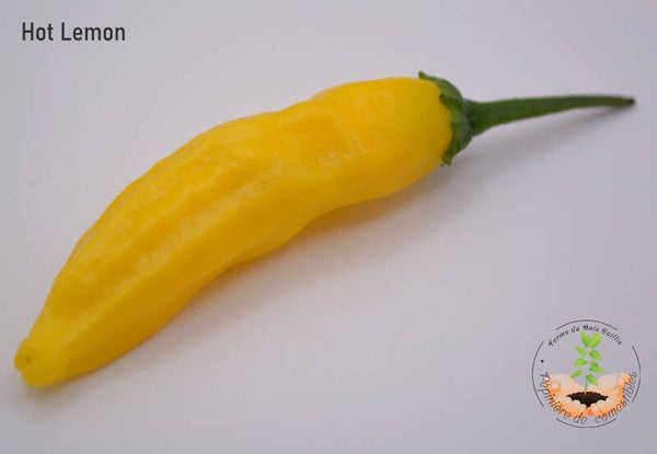 Piment Hot Lemon graines