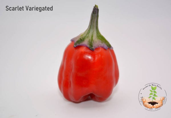 Piment Scarlett Variegated (feuillage panaché)