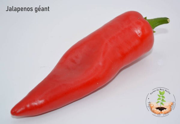 Piment Jalapenos géant