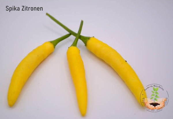 Piment Sipka Zitronen graines