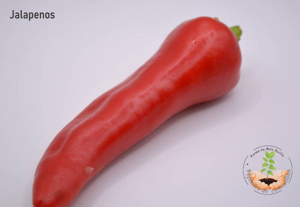 Piment Jalapenos graines