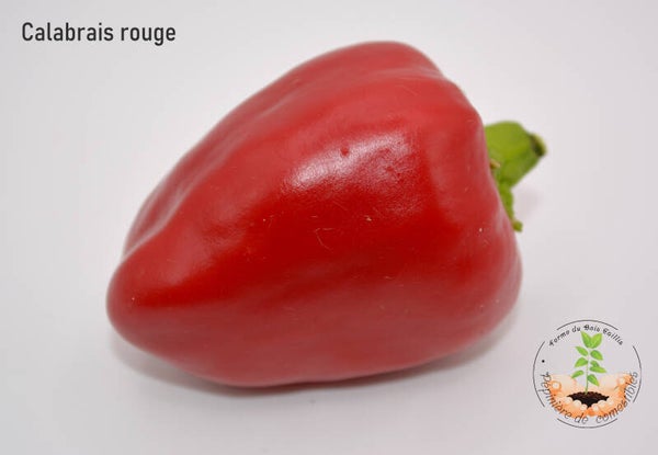 Piment Calabrese graines