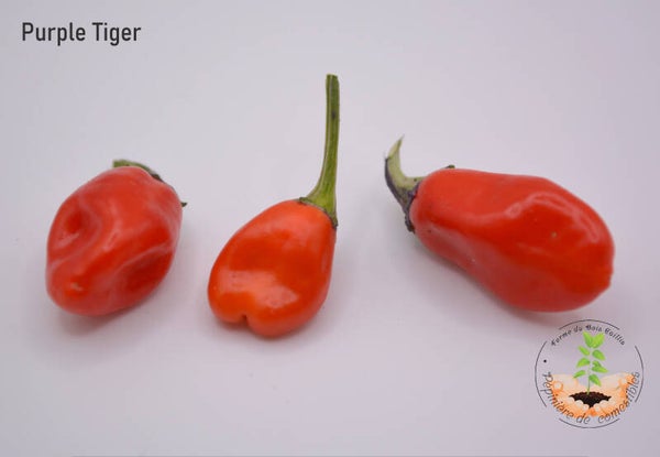 Piment Purple Tiger (feuillage panaché)