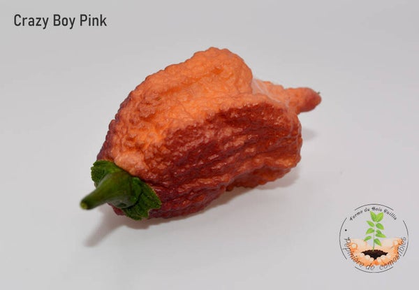 Piment Crazy Boy Pink Cream
