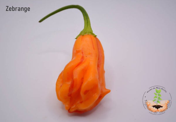 Piment Zebrange graines