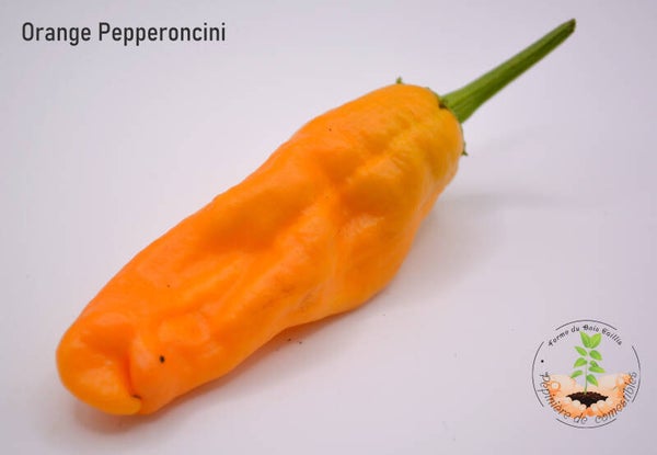 Piment Orange Pepperoncini graines