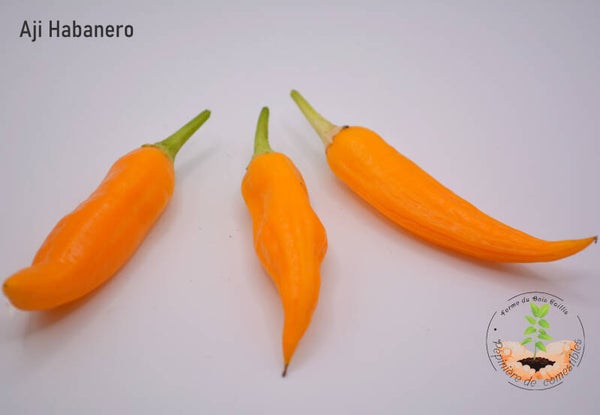 Piment Aji Habanero graines