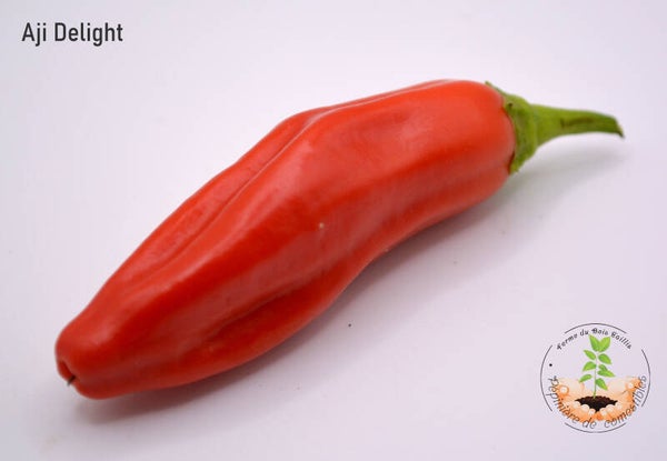 Piment Aji delight graines